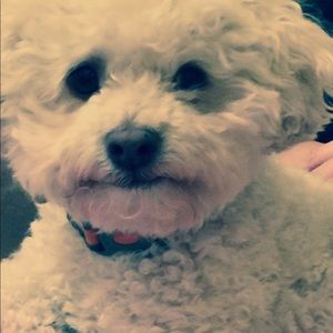 Meet your Posher, Dawn